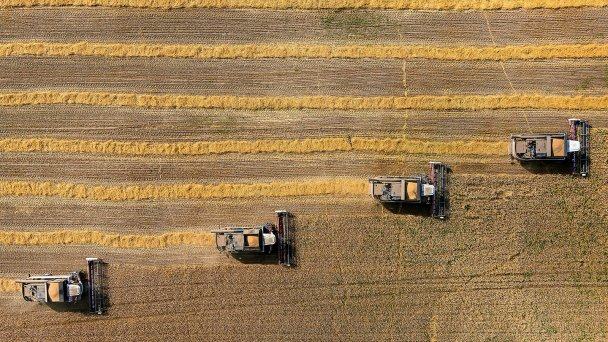 Свободное падение: почему цены на зерно в России снижаются, а в мире — растут