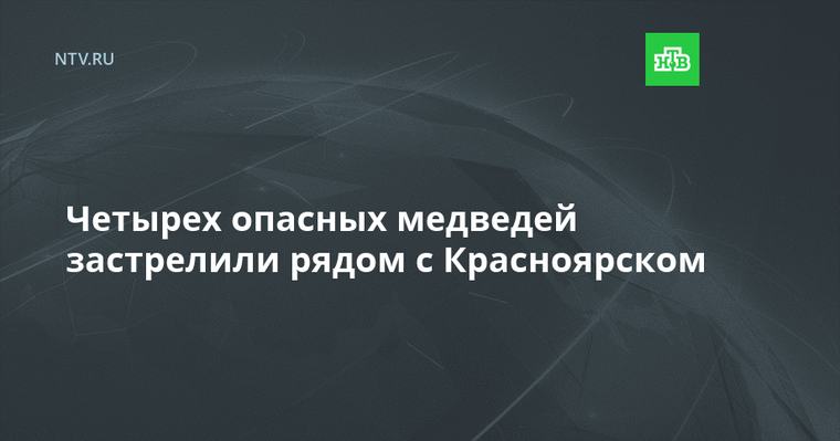 Четырех опасных медведей застрелили рядом с Красноярском